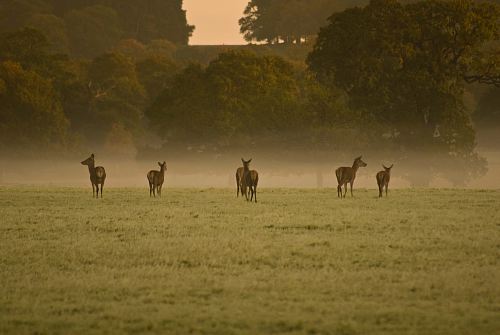 herd of brown deer